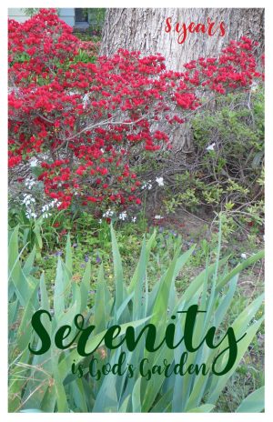 8 year card - Serenity is Gods Garden