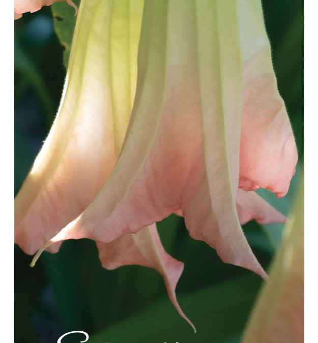 Shop Serenity Cards